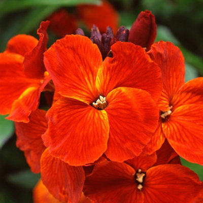 Gardeners Dream Wallflower Sunset Bedding Plants - Warm Elegance (6 Pack) Orange