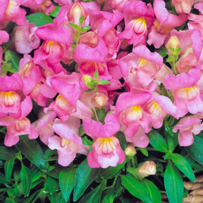 Gardeners Dream Antirrhinum Appeal PinkSnapdragon Garden Ready Bedding Plants 6 Pack from B&Q