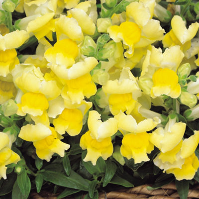 Gardeners Dream Antirrhinum Appeal YellowSnapdragon Garden Ready Bedding Plants 6 Pack from B&Q