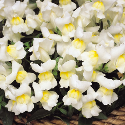 Gardeners Dream Antirrhinum Appeal WhiteSnapdragon Garden Ready Bedding Plants 6 Pack from B&Q