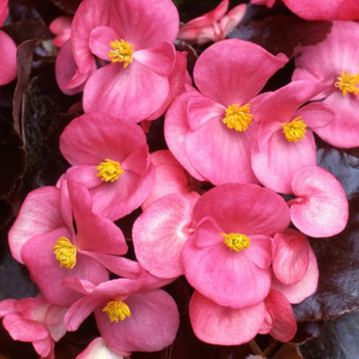 Gardeners Dream Begonia Devil Pink Vibrant Compact Garden Ready Bedding Plants 6 Pack from B&Q
