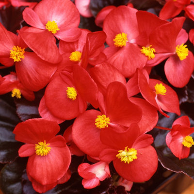 Gardeners Dream Begonia Devil Red Vibrant Compact Garden Ready Bedding Plants 6 Pack from B&Q
