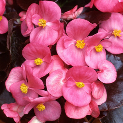 Gardeners Dream Begonia Devil Rose Vibrant Compact Garden Ready Bedding Plants 6 Pack from B&Q