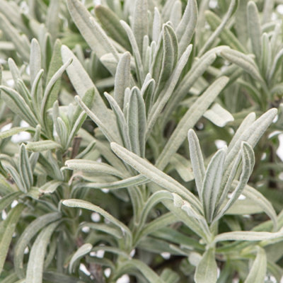 Gardeners Dream Lavender Garden PlantFragrant PerennialCompact Size (15-20Cm Height Including Pot) from B&Q