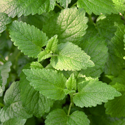 Gardeners Dream Lemon Balm Garden PlantAromatic PerennialCompact Size (15-20Cm Height Including Pot) from B&Q