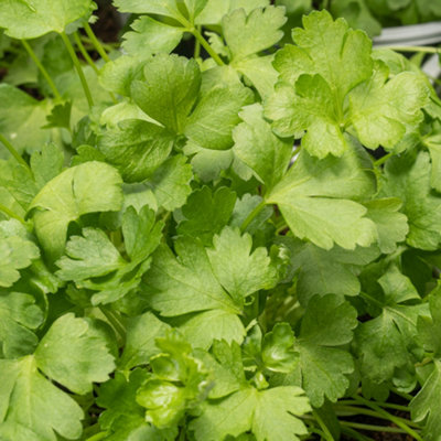 Gardeners Dream Parsley Flat Garden PlantAromatic BiennialCompact Size (15-20Cm Height Including Pot) from B&Q