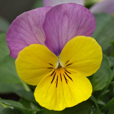 B&Q -  Viola Yellow And Pink Bedding PlantsCheerful Combination (10 Pack)