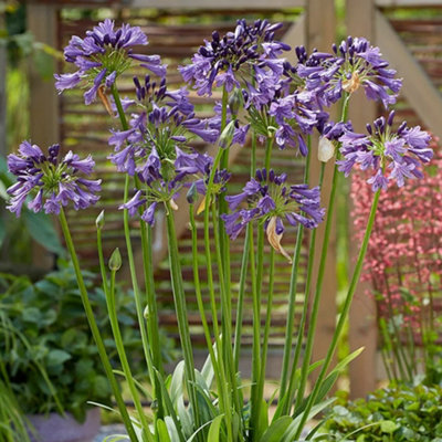 Gardeners Dream Agapanthus Poppin PurpleAgapanthus AfricanusDeciduous Perennial (10-20Cm Height Including Pot) from B&Q