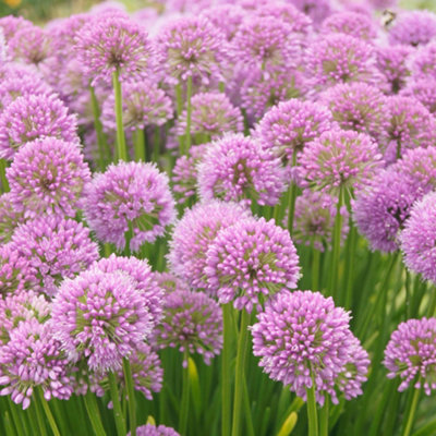 Gardeners Dream Allium MillenniumVibrant Perennial Flowering Plant (15-30Cm Height Including Pot) from B&Q