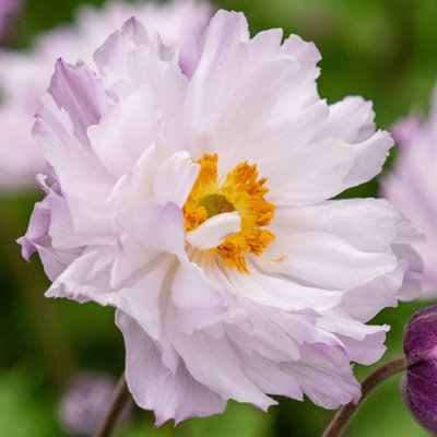 Gardeners Dream Anemone Frilly KnickersDelicate White BloomsCompact Size (15-30Cm Height Including Pot) from B&Q