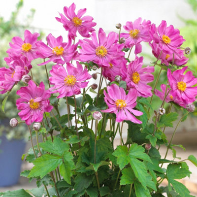 Gardeners Dream Anemone Prinz HeinrichVibrant Pink BloomsCompact Size (15-30Cm Height Including Pot) from B&Q