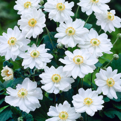Gardeners Dream Anemone WhirlwindElegant White Double BloomsCompact Size (15-30Cm Height Including Pot) from B&Q