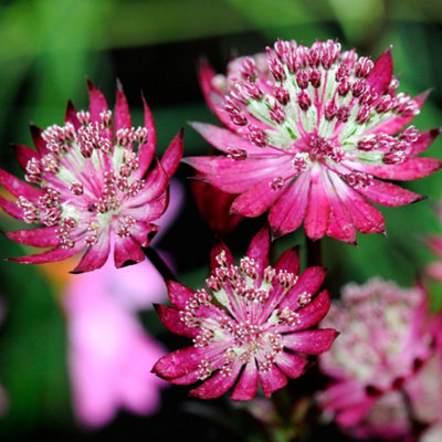 Gardeners Dream Astrantia ClaretPink-Red Flowering Masterwort (15-30Cm Height Including Pot) from B&Q