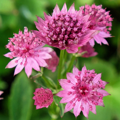 Gardeners Dream Astrantia RomaPink Flowering Masterwort Perennial PlantCompact Size (15-30Cm Height Including Pot) from B&Q