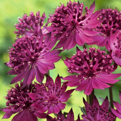 Gardeners Dream Astrantia Venice BurgundyMasterwortPerennial Plant (15-30Cm Height Including Pot) from B&Q