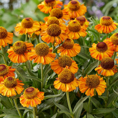 Gardeners Dream Helenium Short & SassyOrange FlowersPerennial PlantDark Green FoliageCompact Size (15-30Cm Height Including Pot) from B&Q