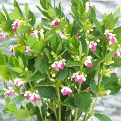 Gardeners Dream Melittis Royal Velvet DistinctionElegant Perennial With Purple And White Blooms (15-30Cm Height Including Pot) from B&Q