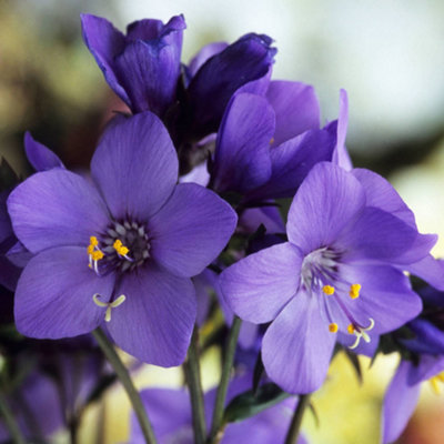 Gardeners Dream Polemonium Bressingham Purple (9Cm) from B&Q