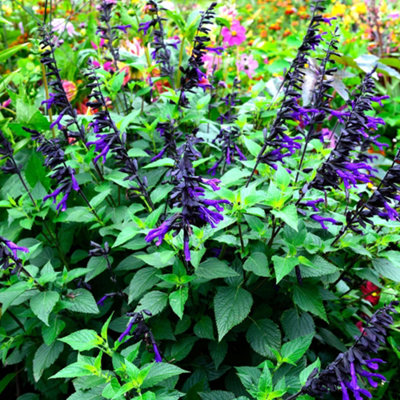  - Gardeners Dream Salvia Amistad (9Cm)