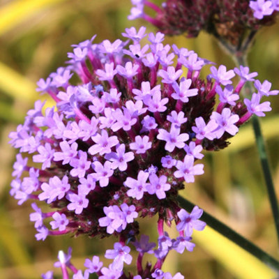 Gardeners Dream Verbena Bonariensis Argentinian Vervain Tall Upright Pink Flowering Perennial9Cm Pot (10-20Cm) from B&Q
