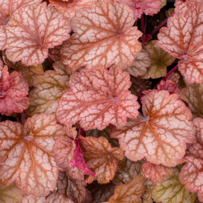 Gardeners Dream Heuchera Coral Berry Garden PlantColorful FoliageCompact Size (15-30Cm Height Including Pot) from B&Q