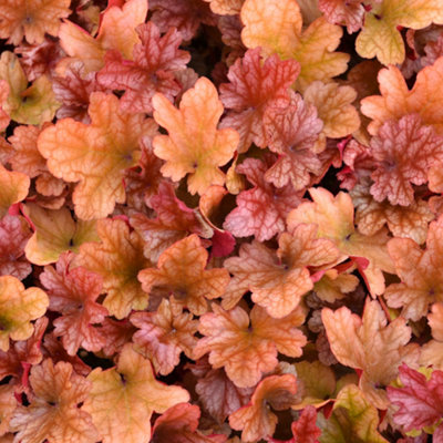 B&Q -  Heuchera Peach Flambe Garden PlantVibrant FoliageCompact Size (15-30Cm Height Including Pot)