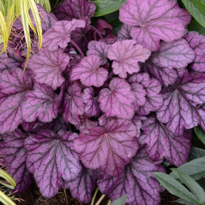 Gardeners Dream Heuchera Wild Rose Garden PlantDeep Red-Purple FoliagePerennial PlantCompact Size (15-30Cm Height Including Pot) from B&Q