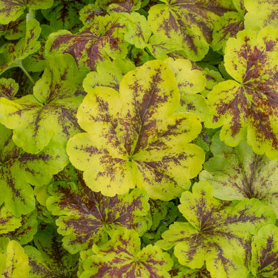 Gardeners Dream Heucherella Solar PowerBright Green Foliage With Deep RedPerennial Plant (15-30Cm Height Including Pot) from B&Q