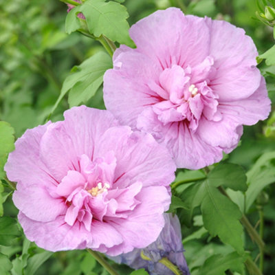 Gardeners Dream Hibiscus Lavender Chiffon Garden PlantDelicate Pink Blooms (15-30Cm Height Including Pot) from B&Q