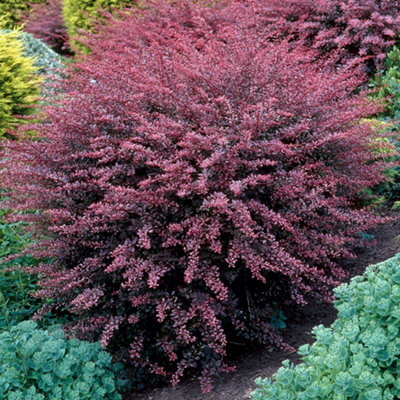 Gardeners Dream Berberis Rose Glow Japanese Barberry Deciduous Shrub Outdoor Garden Plant In Pot9Cm Pot (15-30Cm) from B&Q
