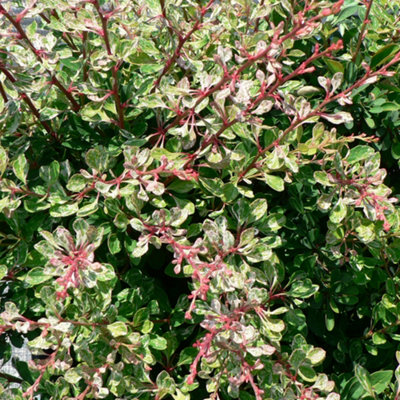 Gardeners Dream Berberis StarburstVariegated FoliageCompact Size (20-30Cm Height Including Pot) from B&Q