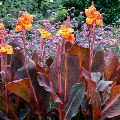 Gardeners Dream Canna TropicannaStriking FoliageTropical AppealCompact Size (10-20Cm Height Including Pot) from B&Q