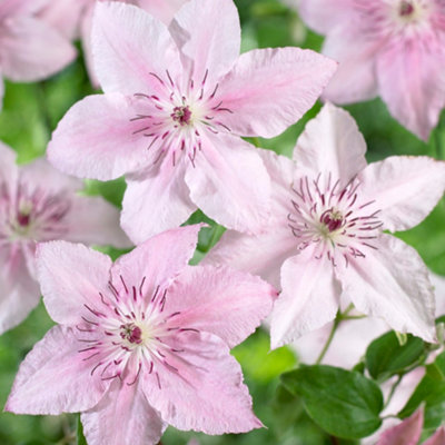 B&Q -  Clematis Pink Fantasy Deciduous Climber Outdoor Flowering Garden Plant In Pot20-30Cm (Height Incl. Pot)