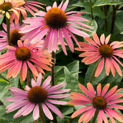 Gardeners Dream Echinacea Summer CocktailConeflowerVibrant BloomsFull SunCompact Size (20-30Cm Height Including Pot) from B&Q