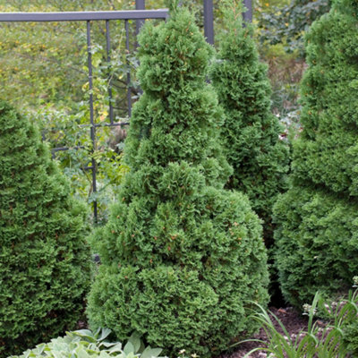  - Gardeners Dream Thuja Holmstrup (9Cm)