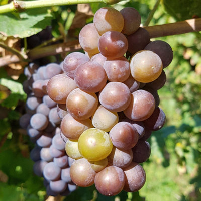 Gardeners Dream Grape Vitis SzurkebaratOutdoor Fruit PlantIdeal For Uk GardensCompact Size (20-30Cm Height Including Pot) from B&Q