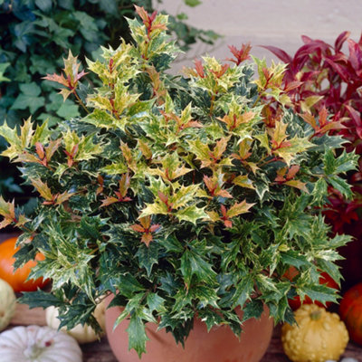 Gardeners Dream Osmanthus Tricolour Garden PlantVariegated FoliageCompact Size (15-30Cm Height Including Pot) from B&Q