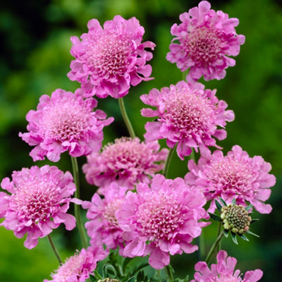 Gardeners Dream Scabiosa Pink Mist (9Cm) from B&Q