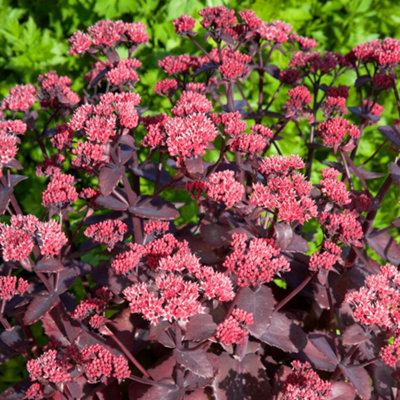 Gardeners Dream Sedum Chocolate Cherry (9Cm) from B&Q