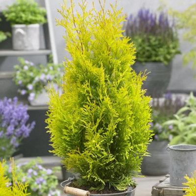  - Gardeners Dream Thuja Golden Smaragd (9Cm)