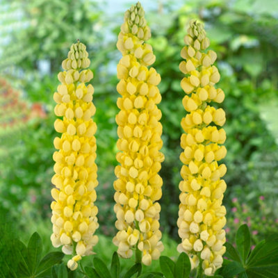 Gardeners Dream Lupin Desert SunVibrant Yellow Blooms Add Cheerful Beauty To Gardens (20-30Cm Height Including Pot) from B&Q