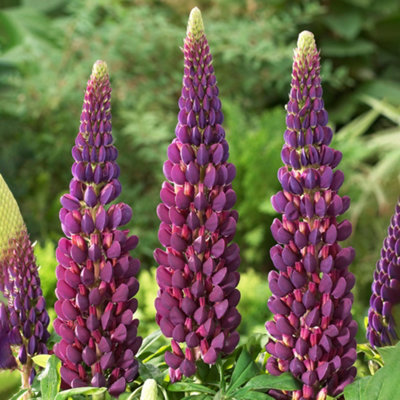 B&Q -  Lupin MasterpieceExquisite Perennial Flower For Stunning Uk GardensOutdoor Plant (20-30Cm Height Including Pot)