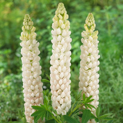 Gardeners Dream Lupin Polar PrincessGraceful White Blooms Add Elegance To Your Garden (15-30Cm Height Including Pot) from B&Q