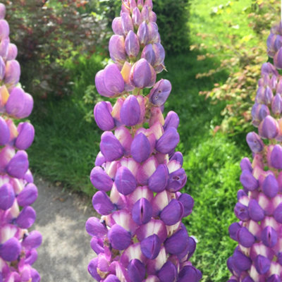 Gardeners Dream Lupin Shirley AnneGrace Your Garden With The Elegant Beauty Of Purple Blooms (20-30Cm Height Including Pot) from B&Q