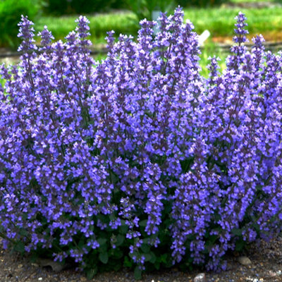 Gardeners Dream Nepeta Cats Pajamas Garden PlantBlue-Purple BloomsCompact SizeHardy (15-30Cm Height Including Pot) from B&Q