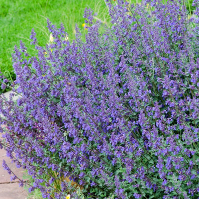 Gardeners Dream Nepeta Six Hills Giant Garden PlantLavender-Blue BloomsCompact SizeHardy (15-30Cm Height Including Pot) from B&Q