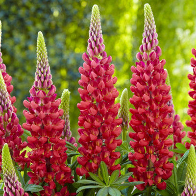 Gardeners Dream Lupin BeefeaterStriking Perennial Flower For Captivating Uk GardensOutdoor Plant (20-30Cm Height Including Pot) from B&Q