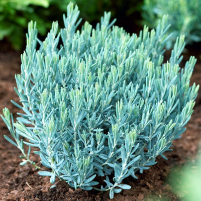 Gardeners Dream Andromeda Blue LagoonRich Blue-Green FoliageCompact Size (15-30Cm Height Including Pot) from B&Q