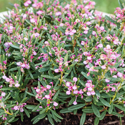 Gardeners Dream Andromeda CompactaPink BloomsCompact Size (15-30Cm Height Including Pot) from B&Q