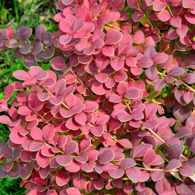 Gardeners Dream Berberis CoralCompact ShrubCoral-Red Foliage (20-30Cm Height Including Pot) from B&Q